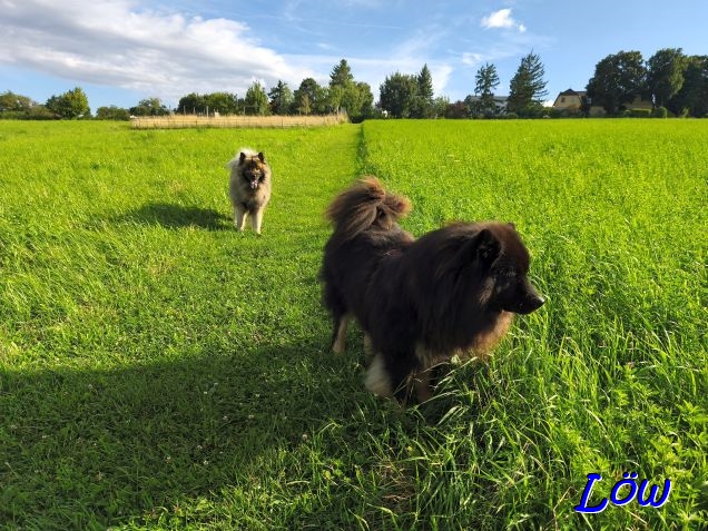 3.8.2025 - Auf der Sommerwiese